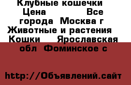 Клубные кошечки › Цена ­ 10 000 - Все города, Москва г. Животные и растения » Кошки   . Ярославская обл.,Фоминское с.